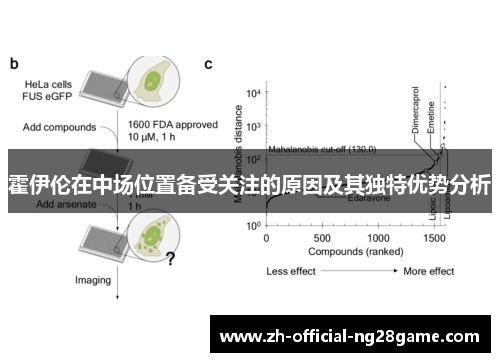 霍伊伦在中场位置备受关注的原因及其独特优势分析